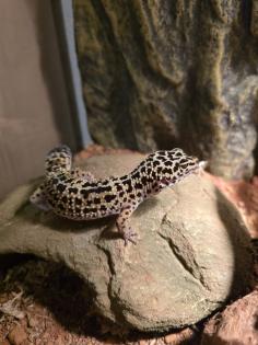 Leopardgecko männlich