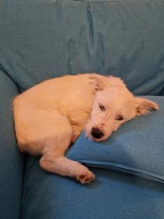 Kalle kinderlieber Terrier-Mischling