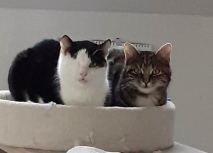 Freak - unvermittelbar aus dem Tierschutz