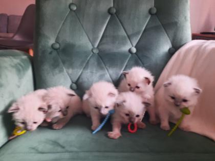 Ragdoll Nachwuchs zuckersüß