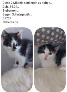 Katzenkinder suchen noch ein zu Hause