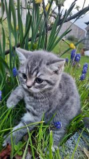 Bkh Kitten 2- weibchen und 1- männchen