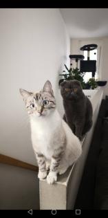 Kitten Katzenbabys Edelmix