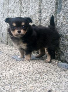 Wunderschöne Chihuahuawelpen mit Papieren 690 euro