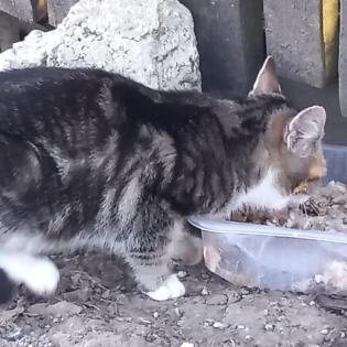 Fundkatze LUISA sucht ein Zuhause