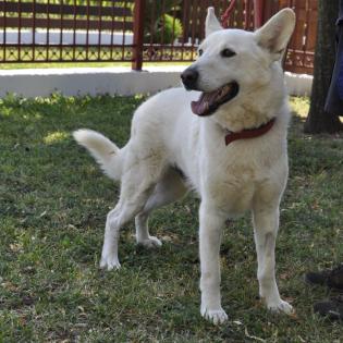 White / Status sucht ein Zuhause