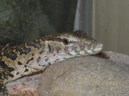 Biete 0 0 1 Varanus niloticus - Nilwaran