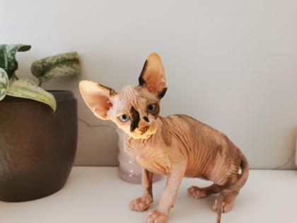 Sphynx Kätzchen zu verkaufen
