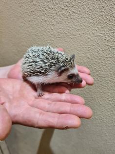 Weißbauchigel babys