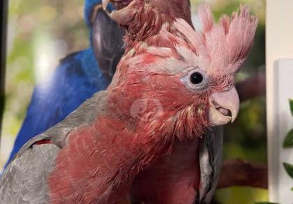 Superzahm Rosakakadu sucht liebevolles neues Zuhause