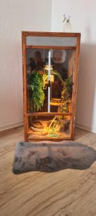 Kornnatter mit Terrarien
