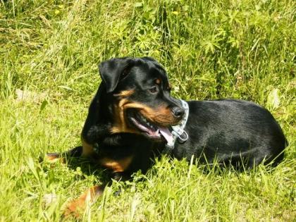 Rottweiler Junghund Rüde 9 Monate jung sucht liebevolles zu Hause