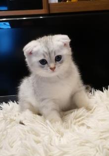 Britisch Kurzhaar mix Kitten