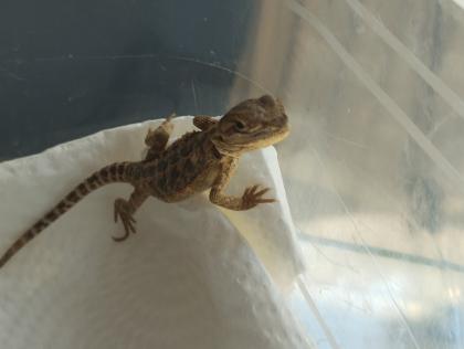 Bartagame Babys brauchen schnell ein neues Zuhause