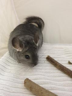 Chinchillajungtiere Angora