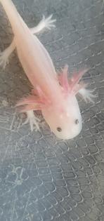 Axolotl Jungtiere