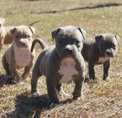Pitbull bluline Welpe zu verkaufen