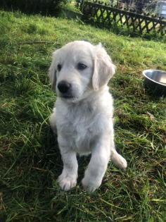 Goldendoodle Welpen Allergiker geeignet