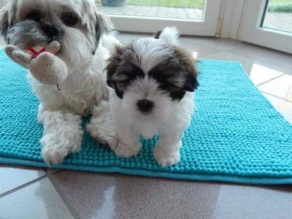 Shih Tzu Welpen