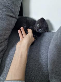 Britisch Kurzhaar Kitten