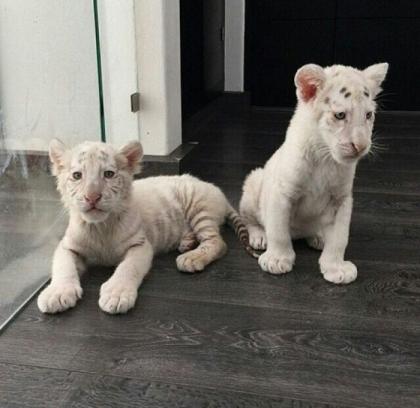 Beste Zug braun Gepard Tiger Löwe Cubs