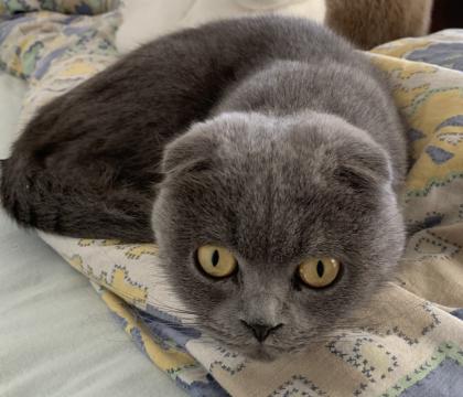 Scottish Fold 4 Jahre alt