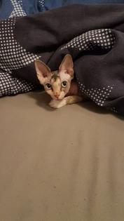 Junge Sphynx Katze sucht liebevolles zuhause