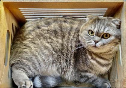 BKH Scottish Fold