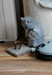 Norwegische Waldkatze