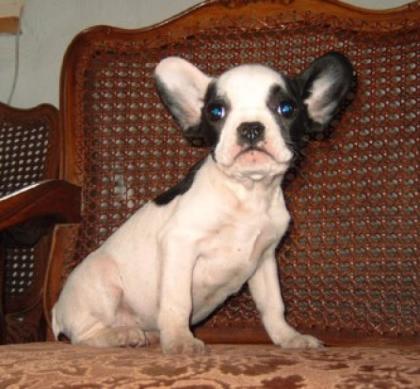 Französische Bulldogge Süße Welpen Freiatmend