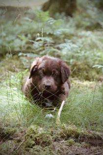 BORADOR Welpen Border Collie und Labrador Retriever Mix