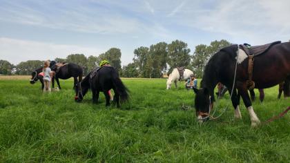 Kid s Kurs Pferdecamp Reiterferien