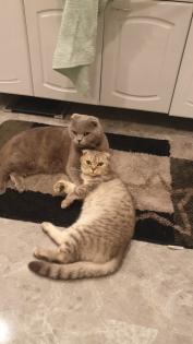 Scottish fold kitten