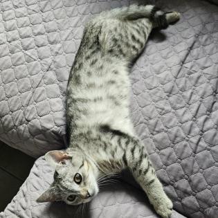 Fundkatze SILVER sucht ein Zuhause