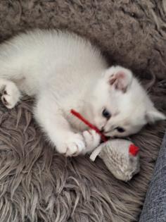 Kitten mit himmelblau Augen