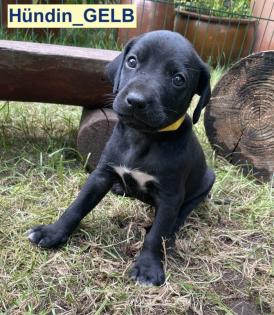 Bildhübscher schlauer Ridgeback Mix - 1x Rüde 8x Hündin