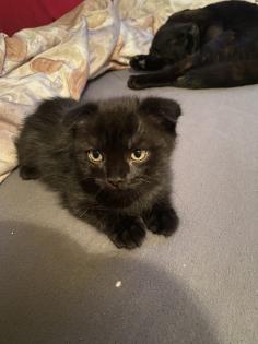Britisch Kurzhaar Mix Kitten