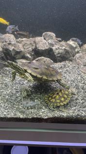 3 Wasserschildkröten Aquarium Technik und Zubehör