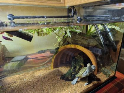 Mississippi Höckerschildkröte - männlich - mit Zuhause Kostenlos abzugeben