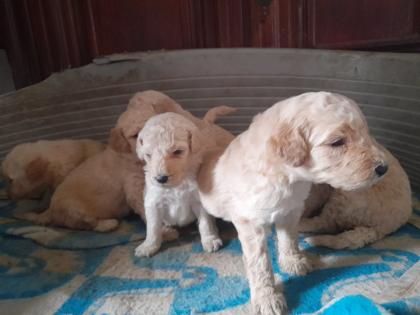 Weimardoodle wie Goldendoodle Labradoodle Pudel Weimaraner