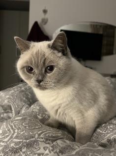 BKH Kitten Point 1 Männchen 1 Weibchen Eltern mit Stammbaum Ab Juli abzugeben
