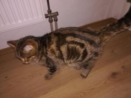Kuscheliger Verschmuster Kater Sosoke