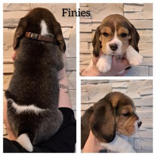 Beaglewelpe Rüde tricolor
