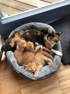 Rotgetigertes Katerchen 11Wochen alt abzugeben