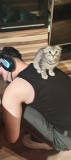 Bkh kitten reinrassig