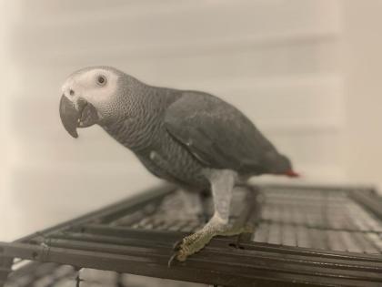Roko der Graupapagei