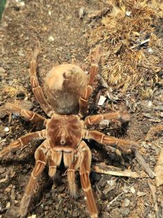 Theraphosa Stirmi Weibchen kl 8cm