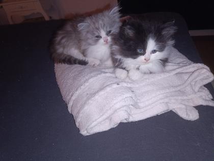 Perser Katze mit Nase