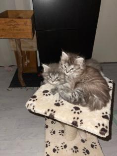 Mainecoon reinrassig