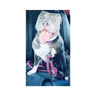 American Bully Hündin.